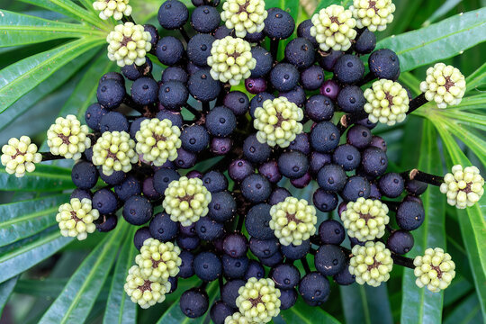 Purple fruit of the Miagos bush (Osmoxylon lineare), also called Eyelash bush. Originally from the Philippines, used as a decorative plant in gardens. 
