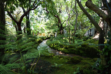 Obraz premium Beautiful spring moss and fern in the garden under big trees.