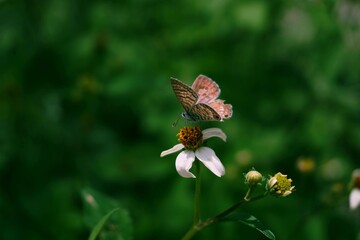 Brown Butterfly Resting Flower Garden