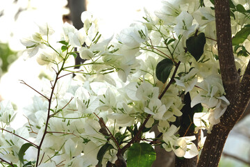 White Bougainvillea Flowers Backlit by Sunlight in Tropical Garden, Delicate Floral Nature...