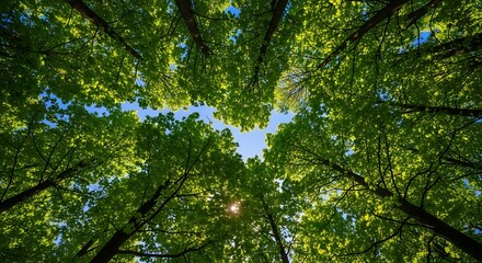 Fototapeta premium Low Angle View of Green Trees and Blue Sky.