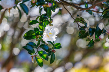 Pure White Camellia Flower Blooming with Dreamy Light Bokeh Background