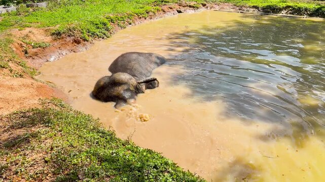 Asian Elephant Bathing in a Muddy River at a Sanctuary in Phuket