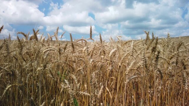 Wheat field with a blue sky and clouds passing, altering the colors warmer and cooler. Lifting up.