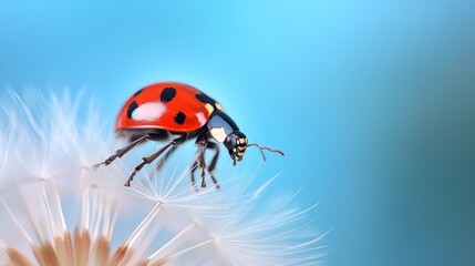Obraz premium Ladybug insect on dandelion seed head macro photography