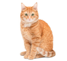 Fototapeta premium Ginger cat sitting on a white isolated background