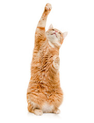 A ginger cat plays, stretches its paws upwards, standing on its hind legs. Isolated on a white background. © Ирина Гутыряк