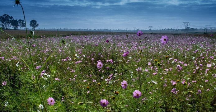Early autumn landscape with a field of cosmos flowers on the Highveld of South Africa