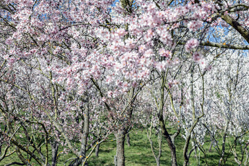 Blooming almond orchard trees in spring landscape