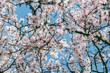 Fototapeta premium Pink Spring Blossom Branches Against Blue Sky Background