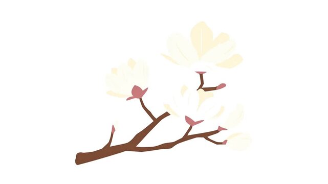 Animated White Magnolia Branch with Blooming Flowers on White Background