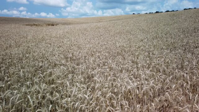 Wheat field with a blue sky and clouds passing, cool colors. Moving to the right.