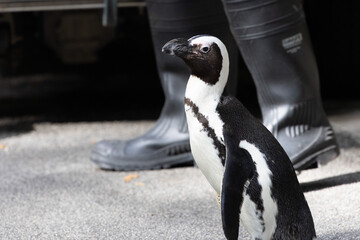 Fototapeta premium Cute and curious African Penguin 