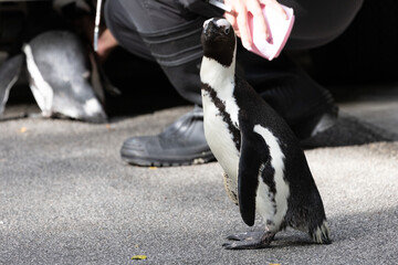 Fototapeta premium Cute and curious African Penguin 