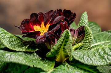 Dark Red Burgundy Primrose Cluster with Bright Yellow Centers Macro