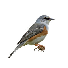 Obraz premium A small gray and orange bird perched on a branch isolated on white background.
