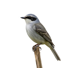 Fototapeta premium A small gray bird with a black mask perched on a branch.