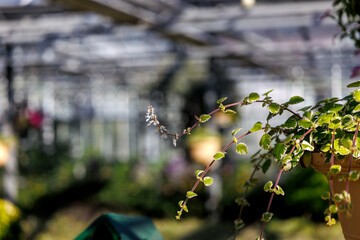 Variegated Swedish Ivy (Plectranthus coleoides 'Variegata') in a Hanging Pot