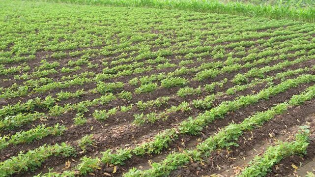 Green groundnut or peanut agriculture field	