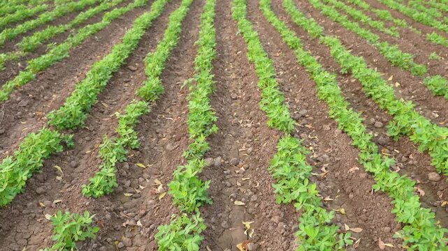 Green groundnut or peanut agriculture field	