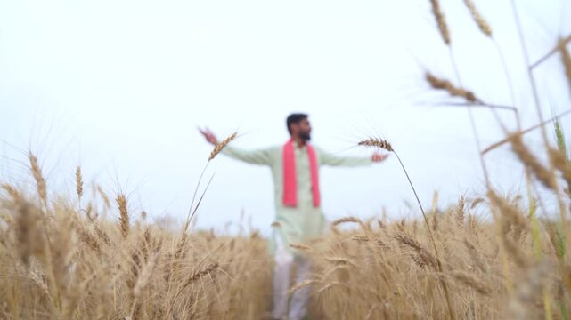 Young indian farmer standing at wheat agriculture field	