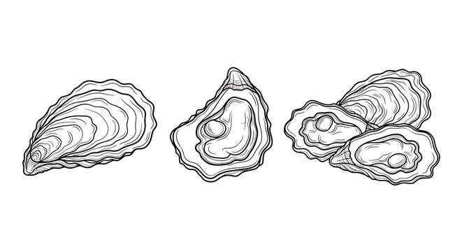 Fresh Oysters in Hand-Drawn Sketch Style