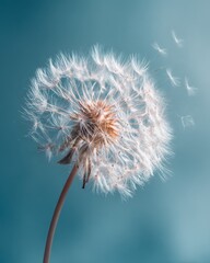 Fototapeta premium Dandelion seed head macro with floating seeds on soft blue background nature concept