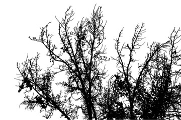 Naklejka premium Vector image of a large oak tree with leaning branches.