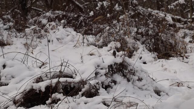 Small dark eyed junco bird on top of snow covered heap in winter.  Later flies away to the right of screen.