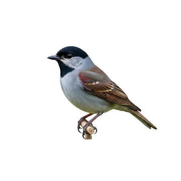 A Small Bird Perched on a Twig Against a White Background.
