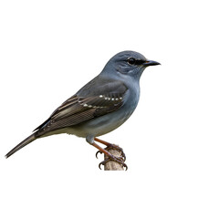 Obraz premium A small blue bird perched on a branch isolated on white background.