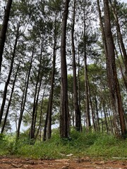 Fototapeta premium Tall pine trees forest landscape standing densely on natural ground in a quiet woodland during daytime, photographed from a low angle perspective in a tropical mountain area.