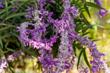Obraz premium Close-up of Purple Buddleja Lindleyana Flowers with Long Pendulous Spikes