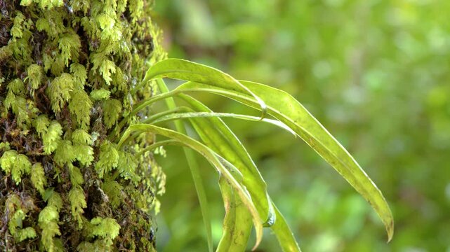 Close Up of Epiphyte Fern and Moss Growing on Tree Trunk