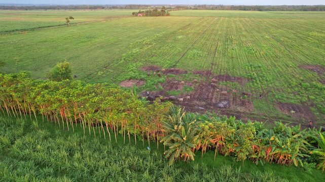 Aerial drone footage of brown water buffalos, eating grasses in a sugarcane empty plantation, at sunset, with coconut trees, and local farmers guiding, in Banyuwangi regency, Java island, Indonesia