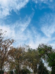 Blue Sky with Wispy Clouds and Trees
