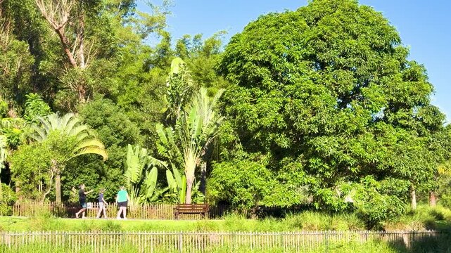 Tourists Walking Past Tropical Foliage and Palm Trees in Australian Park