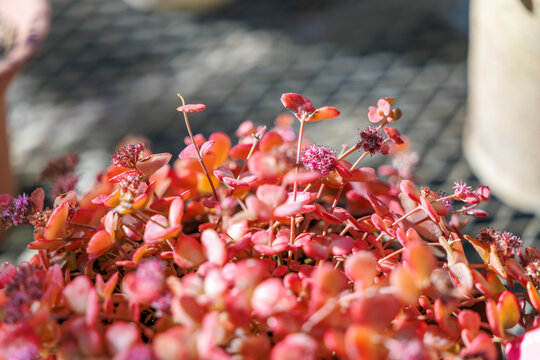Vibrant Pink Flowers of October Daphne (Hylotelephium sieboldii) in a Sunny Garden