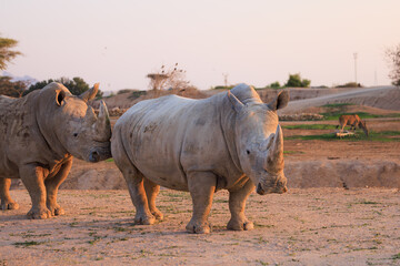 Naklejka premium Two rhinoceroses standing in a savannah at sunset