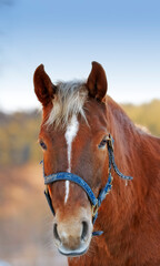 Obraz premium Agriculture, portrait or horse in countryside with calm, equine or habitat in livestock management. Animal conservation, farmyard or stallion with peace, nature preservation or ecology on field.