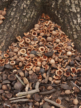 Base of a tree littered with hickory nut seeds