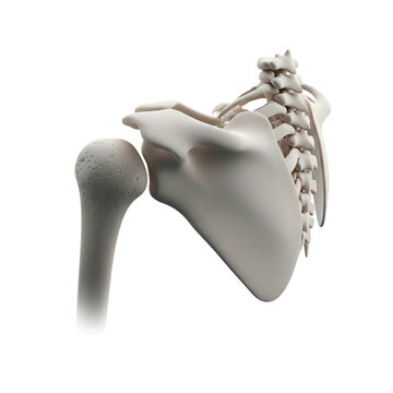 Anatomical illustration of the human shoulder joint