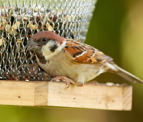 Fototapeta premium Sparrow, food and bird feeder for diet, growth and nutrition with portrait in nature outdoor. Hungry animal, feather and eating seeds for wellness, health and ecology with ornithology in garden