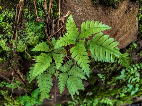A macro view of large green, most and small ferns growing on a damn rock in a tropical forest, showing natures texture and details. Selective focus.  