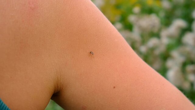 A mosquito on a person leg. Selective focus.