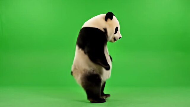 A cheerful dancing panda performing playful moves against a vibrant green background