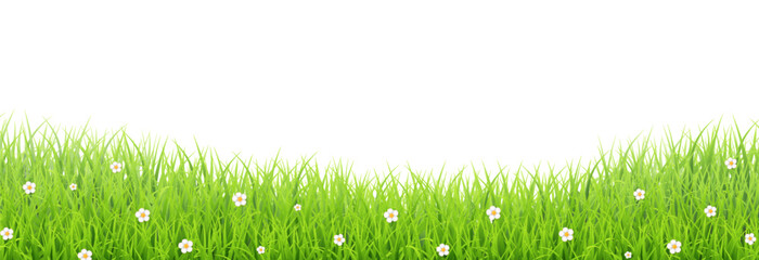 Obraz premium Green grass border with white daisies transparent vector – Fresh meadow background for eco and nature design in flat vector style.