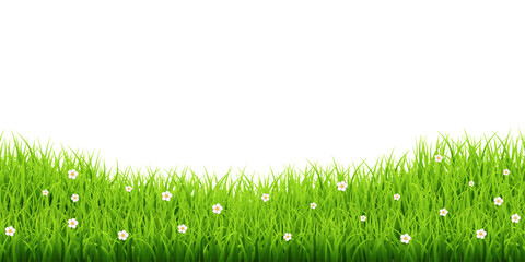 Fototapeta premium Green grass border with white daisies transparent vector – Fresh meadow background for eco and nature design in flat vector style.