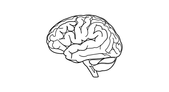 Detailed illustration of a human brain.