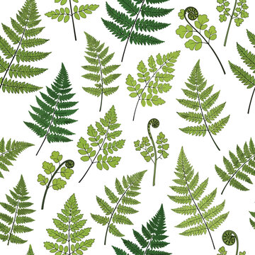 A repeating pattern of various green fern fronds and unfurling fiddleheads on a white background